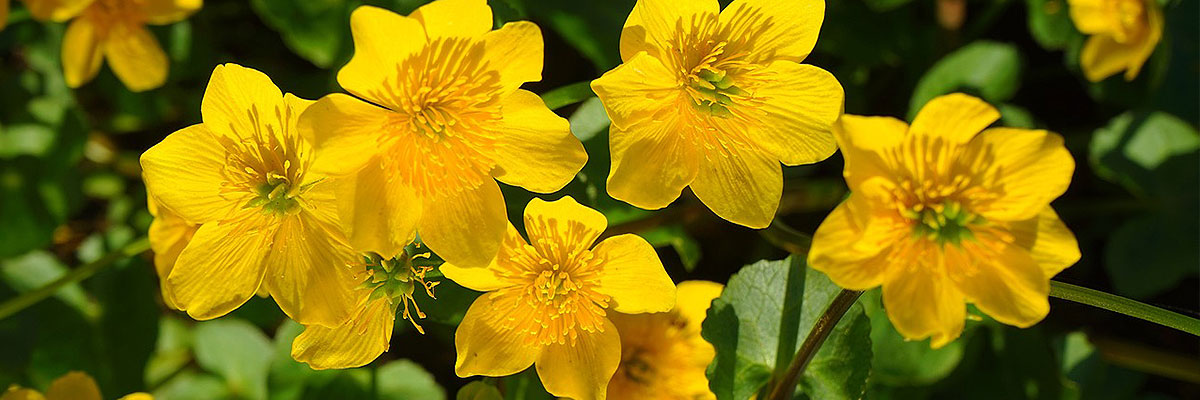 Flores de Bach más allá del síntoma